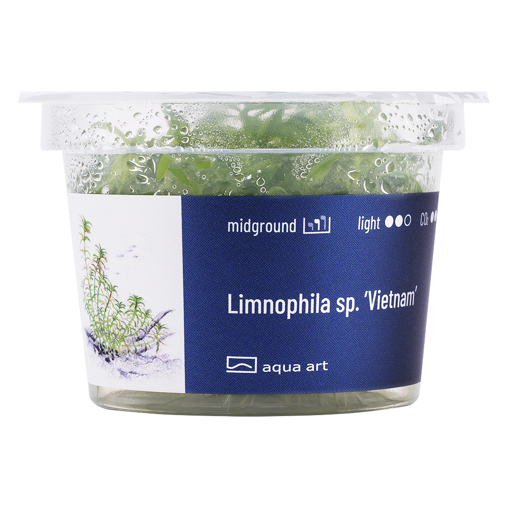 Biljka4 Biljka Limnophila sp "Vietnam" in vitro